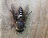Tabanus sudeticus